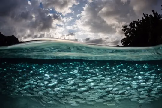 swimming